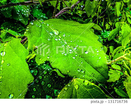 5月の雨~Rainy Day~ 5月の雨~Rainy Day~ 131716736