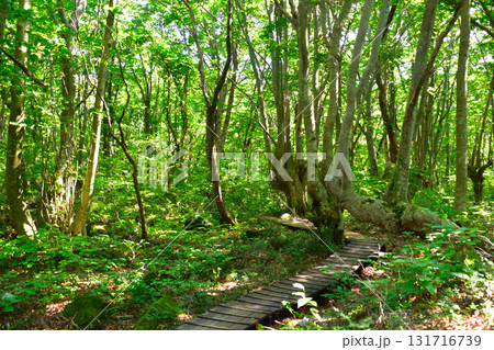 ブナの森　鳥海山山麓 131716739