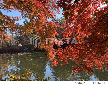 日本の紅葉 軽井沢 雲場池 日本の紅葉 軽井沢 雲場池 131716754