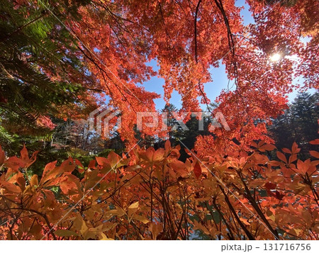 日本の紅葉 軽井沢 雲場池 日本の紅葉 軽井沢 雲場池 131716756