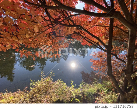 日本の紅葉　軽井沢　雲場池　 131716758