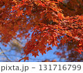 日本の紅葉　軽井沢　雲場池　 131716799