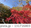 日本の紅葉　軽井沢　雲場池　 131716803