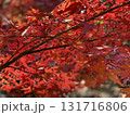 日本の紅葉　軽井沢　雲場池　 131716806