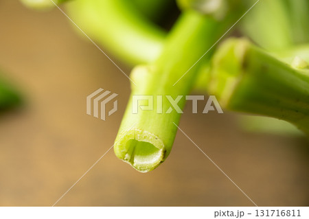 あさがお菜(空芯菜)の断面イメージ あさがお菜(空芯菜)の断面イメージ 131716811