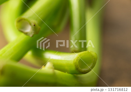 あさがお菜(空芯菜)の断面イメージ 131716812