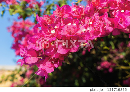 Pink bougainvillea flowers blooming under sunny sky 131716856