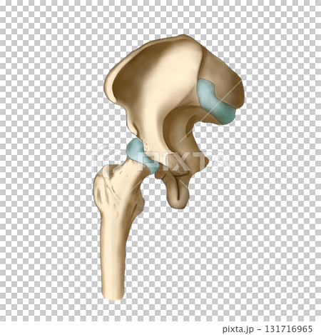 骨骼模型（內髖關節） 131716965