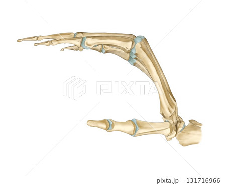 骨格モデル(虫様筋握り) 骨格モデル(虫様筋握り) 131716966