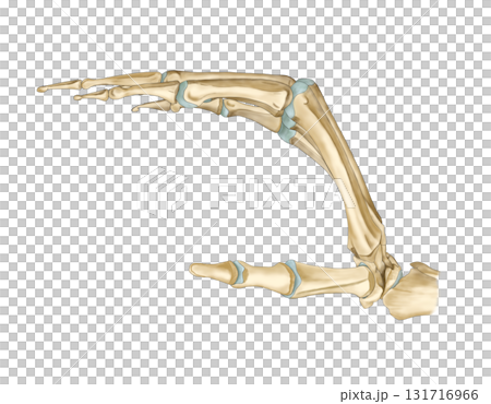 骨格モデル(虫様筋握り) 骨格モデル(虫様筋握り) 131716966