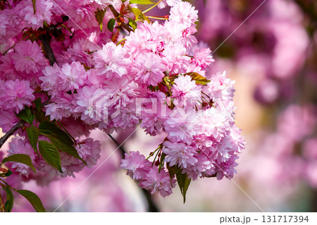 lush cherry blossom in spring. delicate pink flower petals. closeup of japanese kanzan sakura. hanami holidays in uzhhorod, ukraine. romantic season. nature background with flowering plant in april lush cherry blossom in spring. delicate pink flower petals. closeup of japanese kanzan sakura. hanami holidays in uzhhorod, ukraine. romantic season. nature background with flowering plant in april 131717394