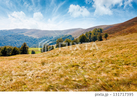 calm autumn day in carpathian mountains. deciduous trees on the grassy hills of krasna ridge. sunny scenery of transcarpathia in fall season under blue sky with clouds. beauty in nature concept calm autumn day in carpathian mountains. deciduous trees on the grassy hills of krasna ridge. sunny scenery of transcarpathia in fall season under blue sky with clouds. beauty in nature concept 131717395