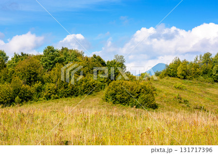 forest and grassy meadows on hills under cloudy autumnal sky. beautiful countryside in fine autumn weather. nature scenery of outskirts in carpathian mountains on a sunny day 131717396