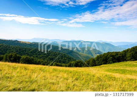 lush alpine meadow in summer. green carpathian mountain landscape under blue sky. beautiful open view in to the distant valley. majestic countryside of ukraine. outdoor adventures in the afternoon lush alpine meadow in summer. green carpathian mountain landscape under blue sky. beautiful open view in to the distant valley. majestic countryside of ukraine. outdoor adventures in the afternoon 131717399