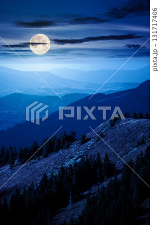 fir trees on a meadow down the hill at night. coniferous forest in mountains in full moon light. steep hillside in early autumn darkness 131717406