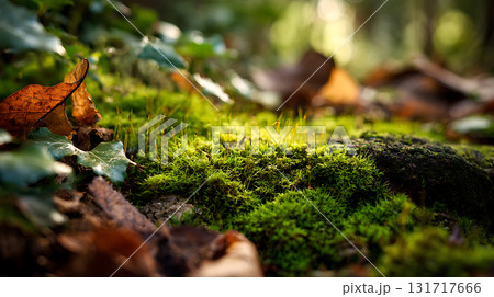 美しい苔と落ち葉の自然風景 美しい苔と落ち葉の自然風景 131717666