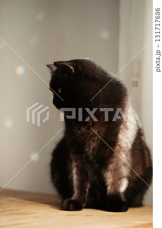 Black cat looking aside in gentle sunlight 131717686