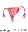 representation of the uterus 131718080