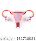 representation of the uterus 131718081