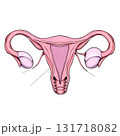 representation of the uterus 131718082