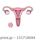 representation of the uterus 131718084