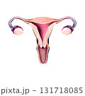 representation of the uterus 131718085