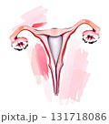 representation of the uterus 131718086