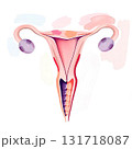 representation of the uterus 131718087