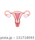 representation of the uterus 131718093