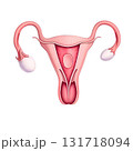 representation of the uterus 131718094