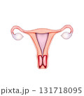 representation of the uterus 131718095