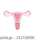 representation of the uterus 131718096