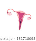 representation of the uterus 131718098