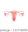 representation of the uterus 131718099