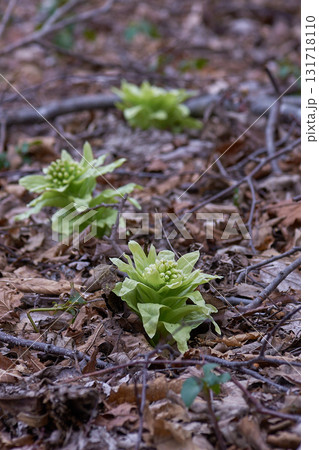 ふきのとう 131718110