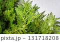 Leaves, Tree., Young, Green, Thuja, Branches 131718208