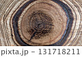 macro photo of an ebony tree_round surface with wood texture 131718211
