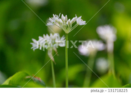 Wild Garlic Flowers Blooming Springtime Green Meadow Wild Garlic Flowers Blooming Springtime Green Meadow 131718225