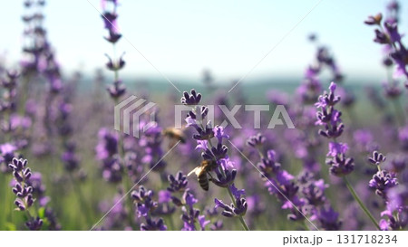 A field of purple flowers with bees flying around them A field of purple flowers with bees flying around them 131718234