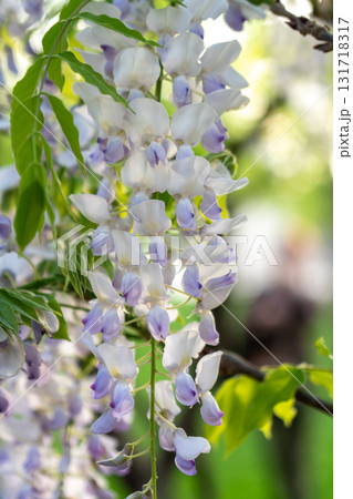 Wisteria Flowers Bloom Spring Garden 131718317