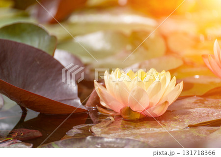 Pink lotus water lily flower in pond, waterlily with green leaves blooming 131718366