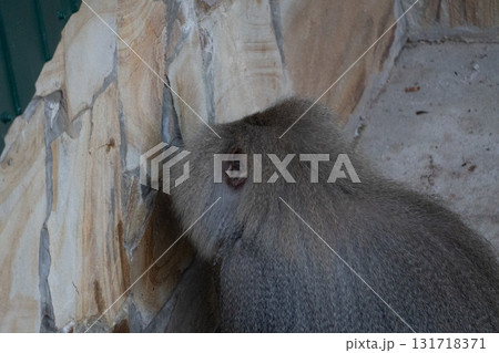 Monkey Zoo Animal Close Up 131718371
