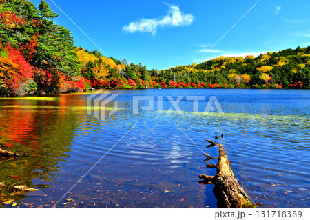 秋の白駒池(長野県佐久穂町、小海町)【2025.10】 131718389