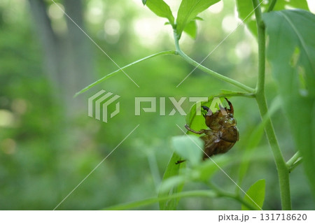 夏、草の葉の裏に残されたミンミンゼミの抜け殻。ひっそりとした森の中で、夏の終わりを静かに物語っていま 131718620
