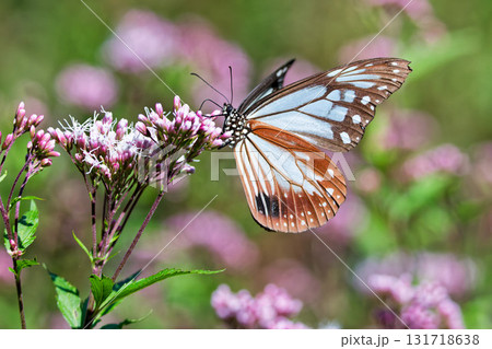 フジバカマの蜜を吸うアサギマダラの雄 フジバカマの蜜を吸うアサギマダラの雄 131718638