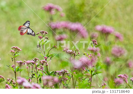 花畑を舞い飛ぶアサギマダラ 花畑を舞い飛ぶアサギマダラ 131718640