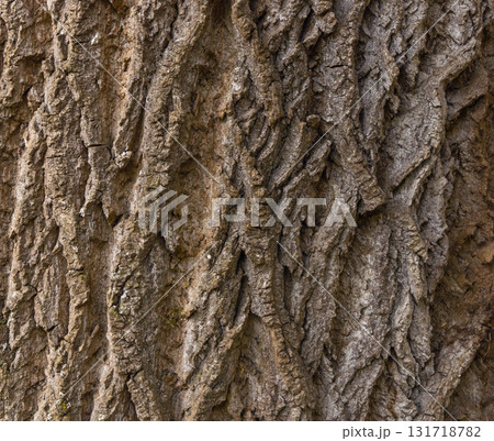 Olive tree bark pinaster trunk symbol. Texture made of olive tree bark . Beautiful olive tree bark trunk background. Greece, Conceptual image. Peaceful nature. 131718782