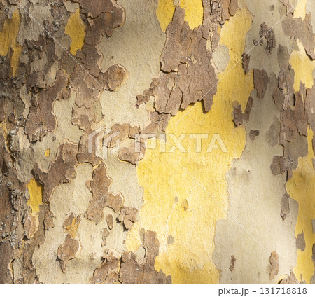 Platan, Platane, Platanus sycamore, plane tree trunk symbol. Texture made of Platan, Platane, sycamore, plane tree bark. Beautiful Platan tree trunk background. Conceptual image. Peaceful nature. Platan, Platane, Platanus sycamore, plane tree trunk symbol. Texture made of Platan, Platane, sycamore, plane tree bark. Beautiful Platan tree trunk background. Conceptual image. Peaceful nature. 131718818