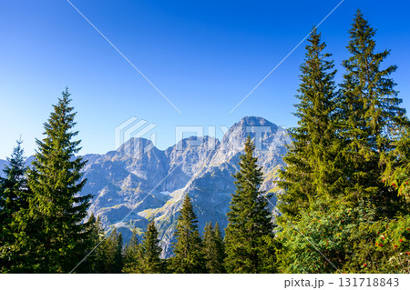 forest on mountain in summer. alpine coniferous tree on the tatra slopes under blue sky. beautiful poland nature scenery with rocky peaks in morning light. majestic place 131718843