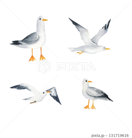 set of different sea bird, four white and gray sea gull, flying and standing gulls, hand drawn illustration of wild bird, sketch of freedom animal for marine pictures, tourism product decoration set of different sea bird, four white and gray sea gull, flying and standing gulls, hand drawn illustration of wild bird, sketch of freedom animal for marine pictures, tourism product decoration 131719616